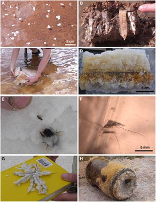 How to Search for Life in Martian Chemical Sediments and Their Fluid and Solid Inclusions Using Petrographic and Spectroscopic Methods